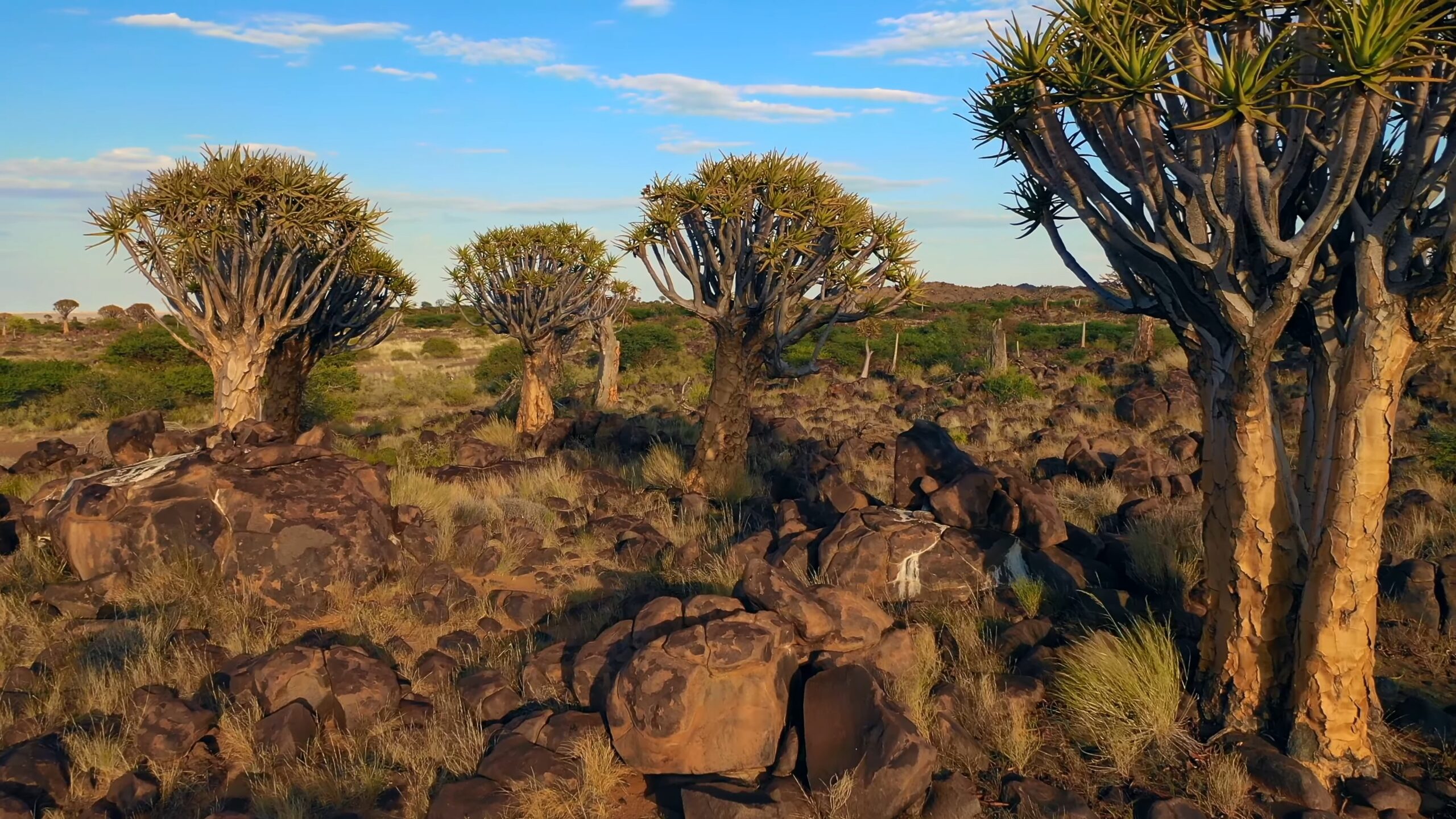 Native Trees in Namibia