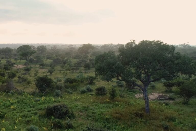 10 Trees Native to Namibia - Ecosystem Jewels - William Kwamba