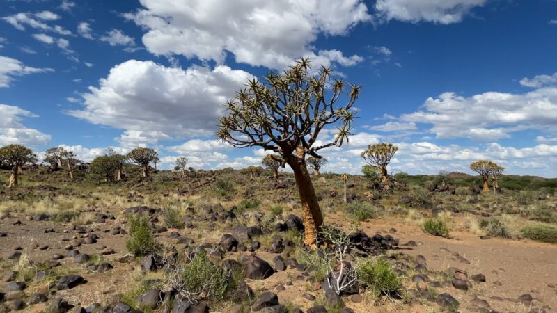 Trees Native to Namibia Quiver Tree
