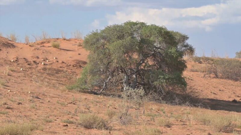 Trees Native to Namibia Shepards