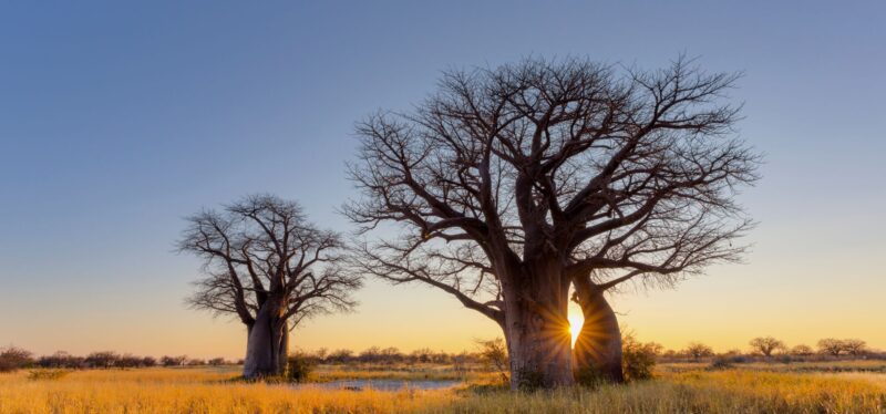Trees Native to Namibia