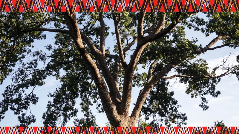 ebony tree in the nature