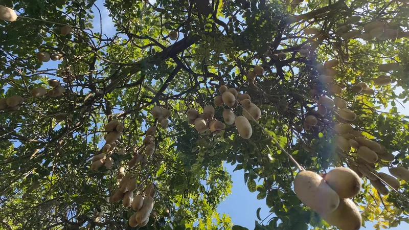 5 Regions Where You Can Find Sausage Trees in the Wild