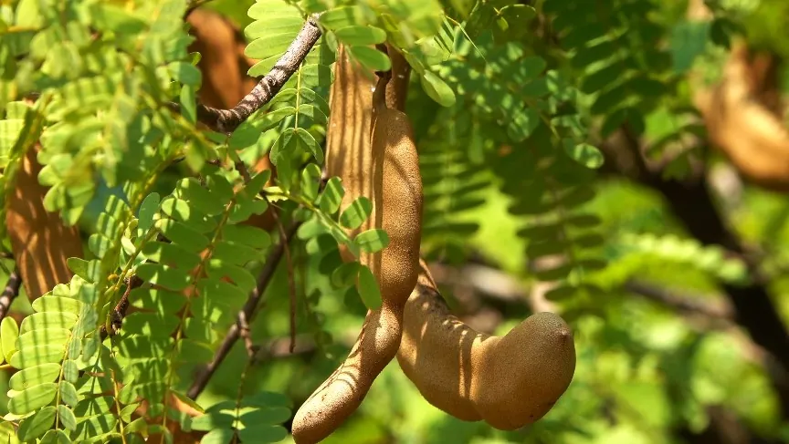 Ripe tamarind pods hang heavy from the branches
