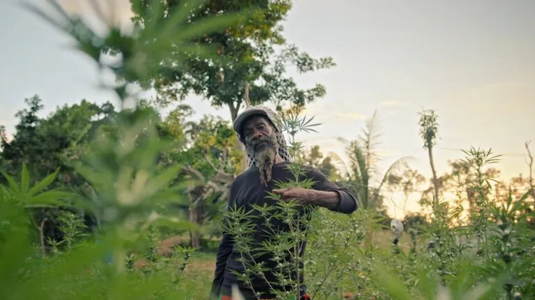 African Farmers Shift to Cannabis