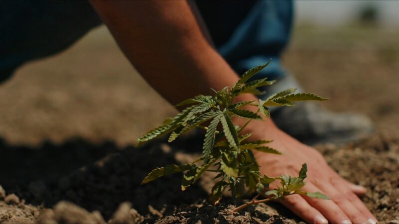 Farmer’s hand planting a young cannabis seedling into soil on farmland