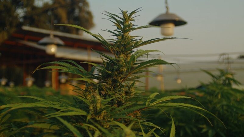 Close-up of a cannabis plant growing outdoors