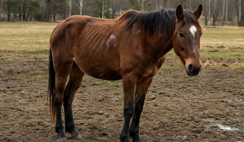 A brown horse calmly standing in a field