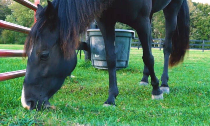A black horse grazing on green grass in a sunny field