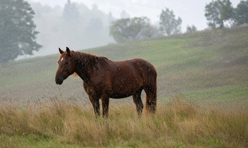 A horse stands in lush grass, partially obscured by fog on a misty day