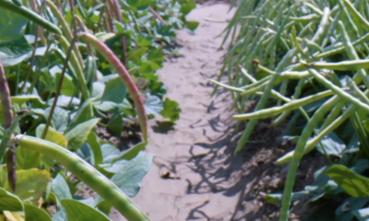 A path runs through a lush garden filled with rows of green and reddish beans