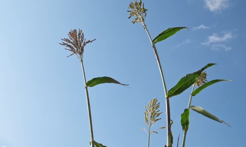 Tall green corn stalks with tasseled tops extend against a clear blue sky