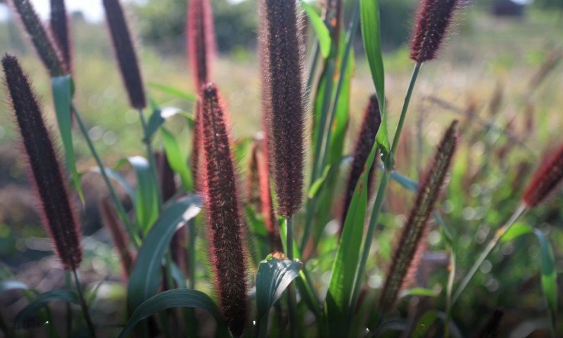 Close-up of tall, feathery red grasses with slender green leaves