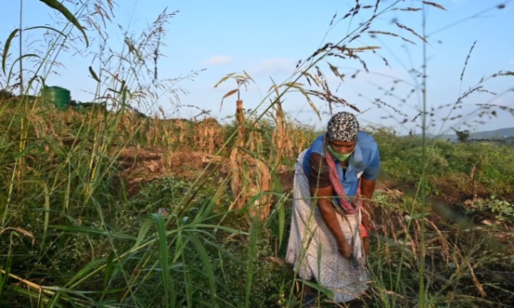 A farmer wearing a headscarf works in a lush, green field under a clear blue sky